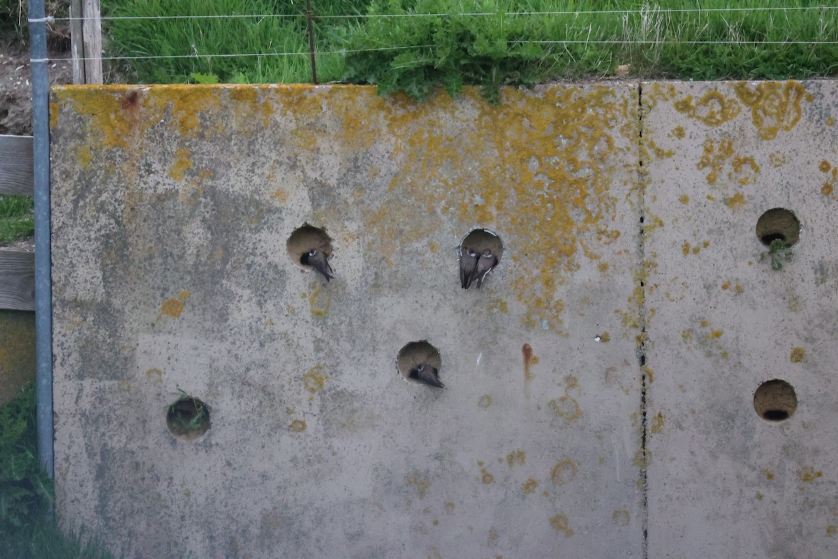 Береговушка - ML646061683