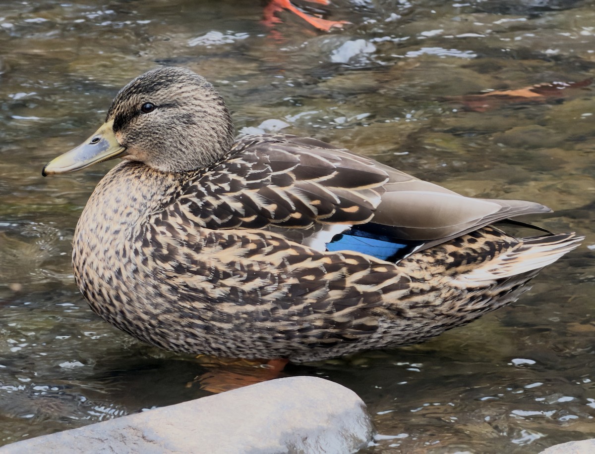 Mallard - ML646061684