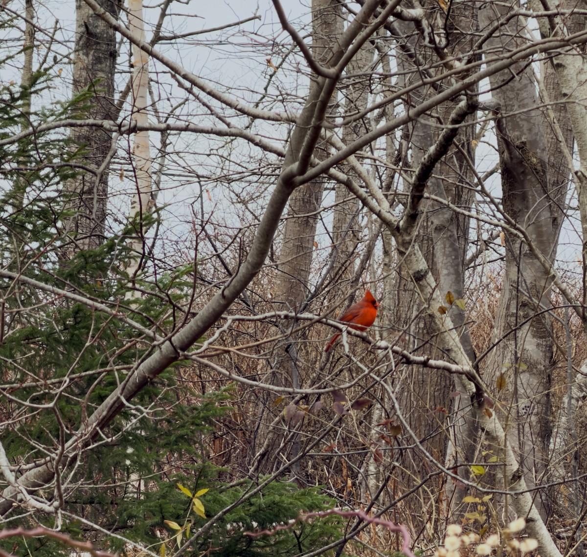 Northern Cardinal - ML646061690