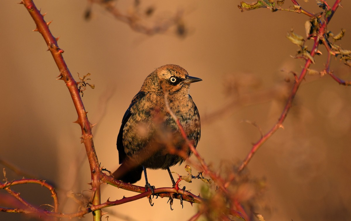 Rusty Blackbird - ML646061693