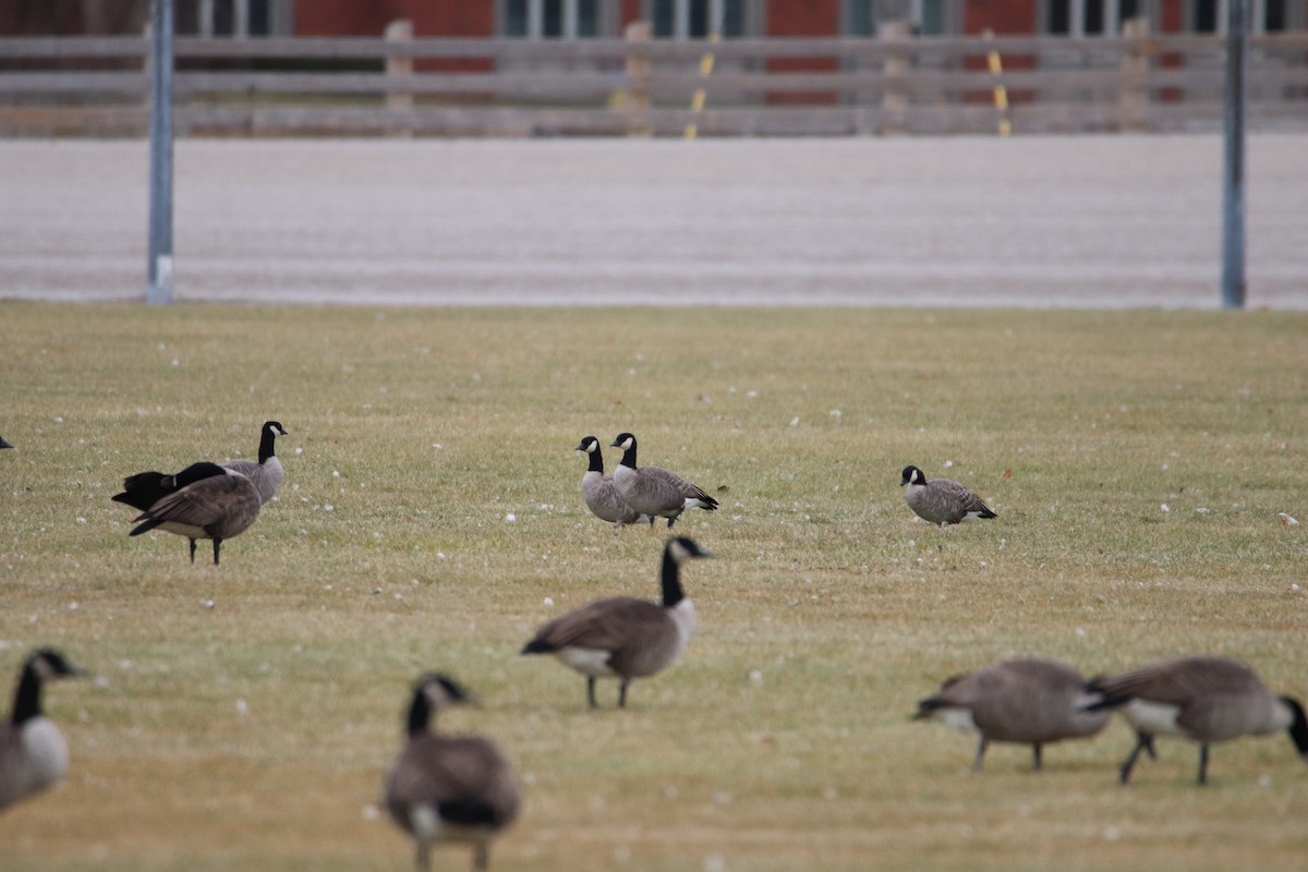 Zwergkanadagans - ML646061695