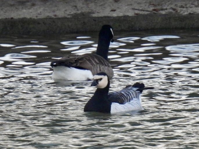 Barnacle Goose - ML646061702