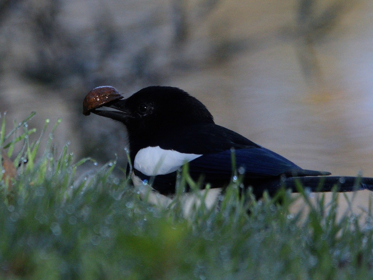 Eurasian Magpie - ML646061703