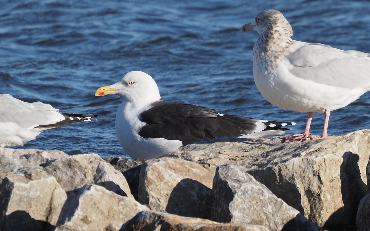 Great Black-backed Gull - ML646061706
