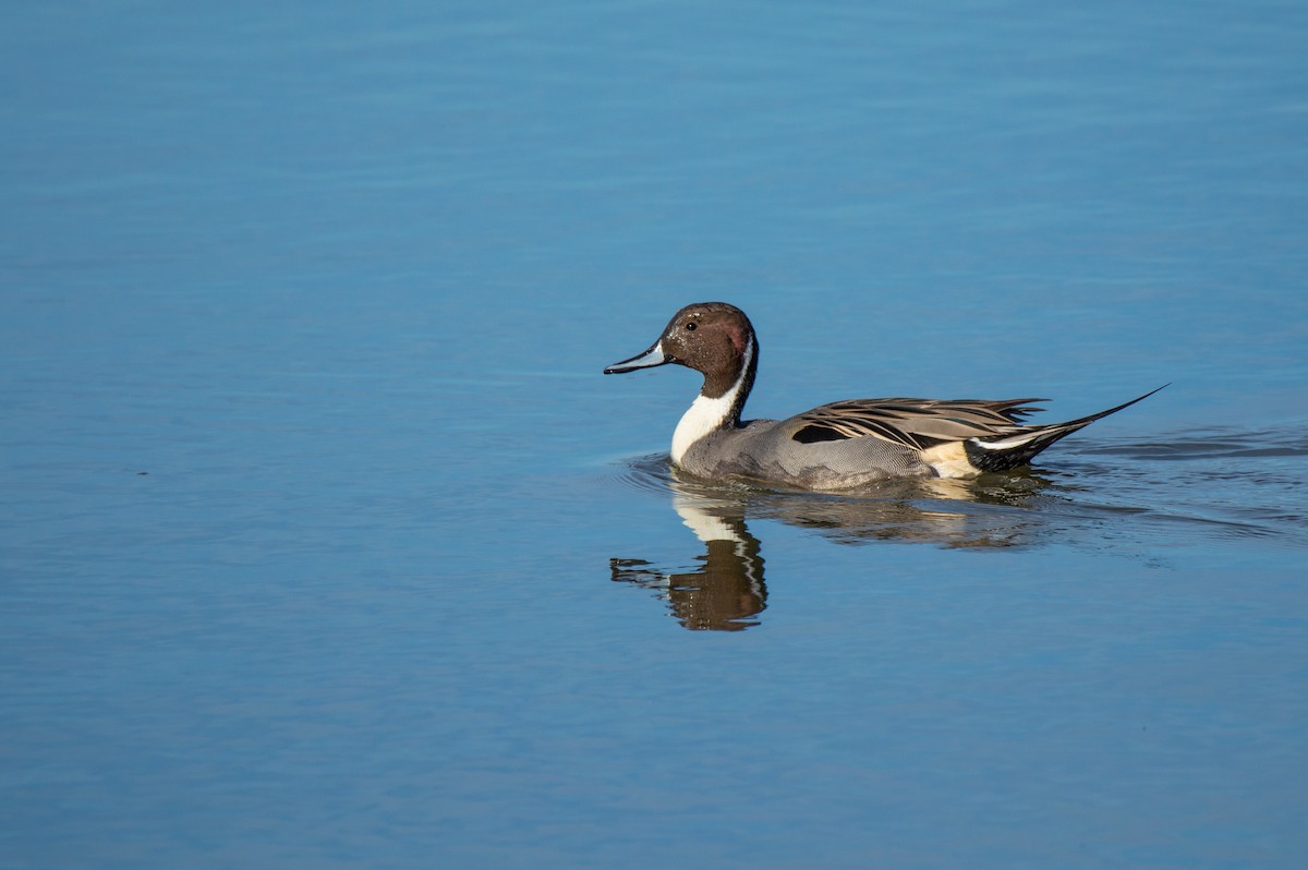 Northern Pintail - ML646061714
