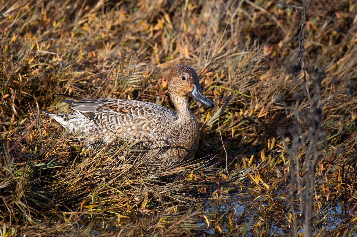 Northern Pintail - ML646061715
