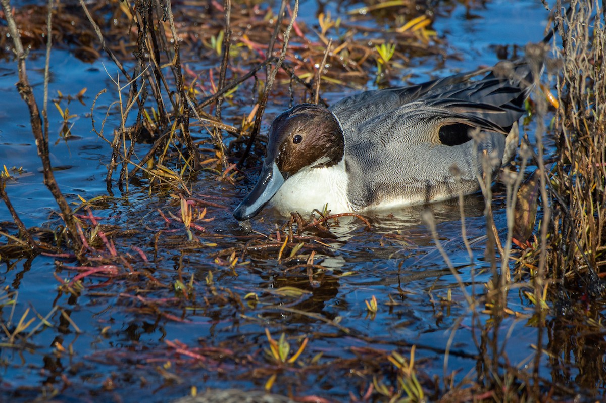 Northern Pintail - ML646061717