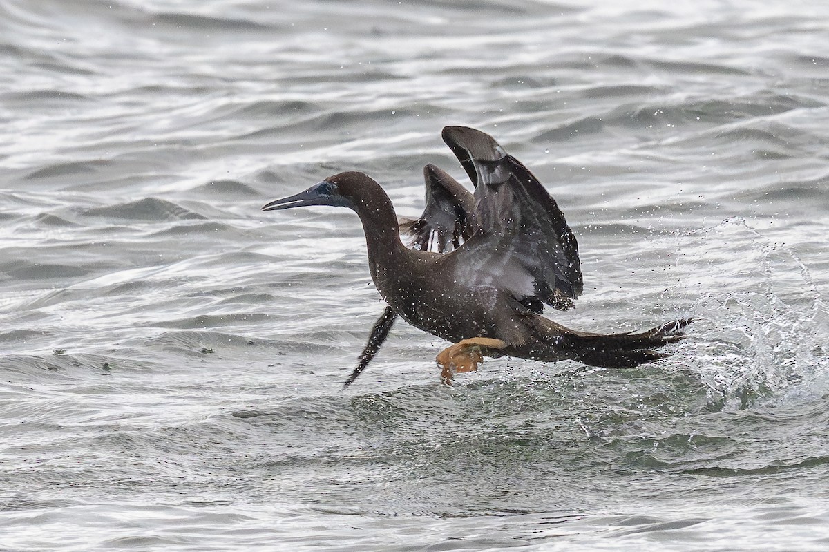Brown Booby - ML646061721