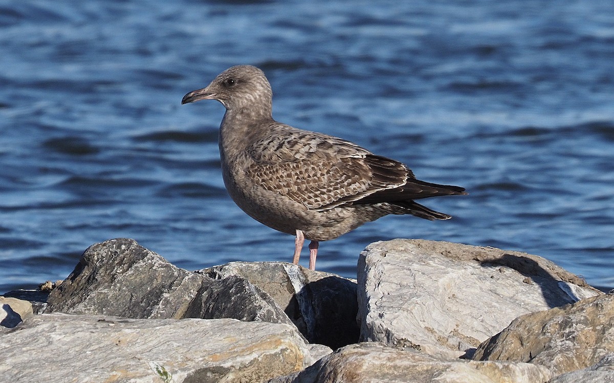 American Herring Gull - ML646061722