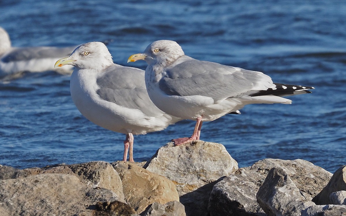 American Herring Gull - ML646061723