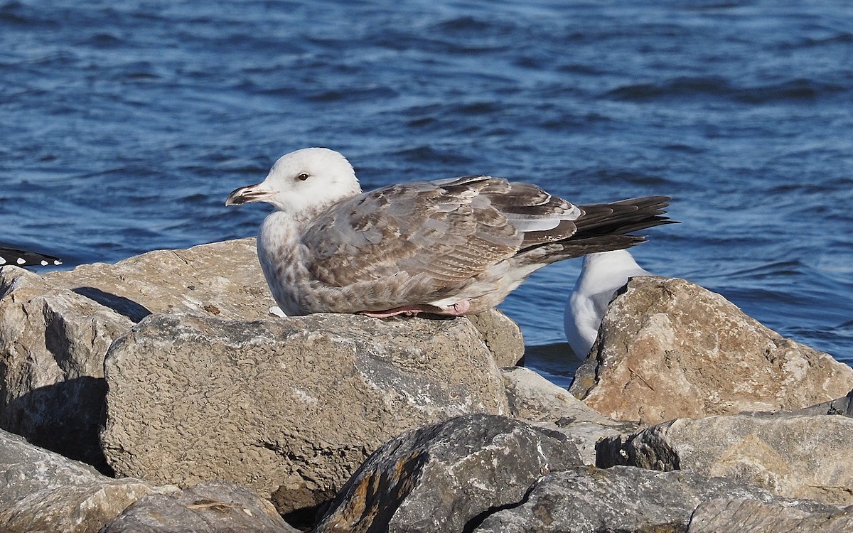 American Herring Gull - ML646061724