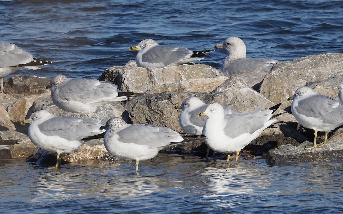 Ring-billed Gull - ML646061737