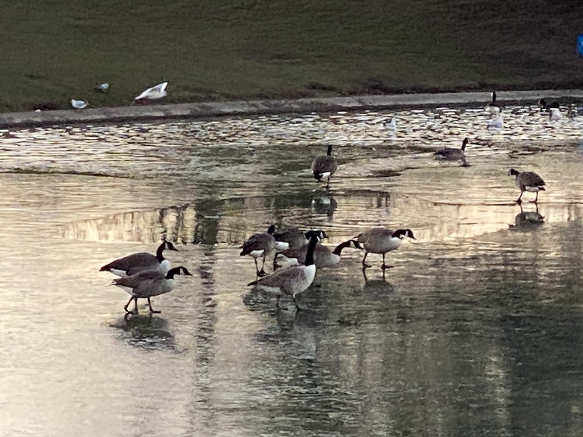 Canada Goose - ML646061738