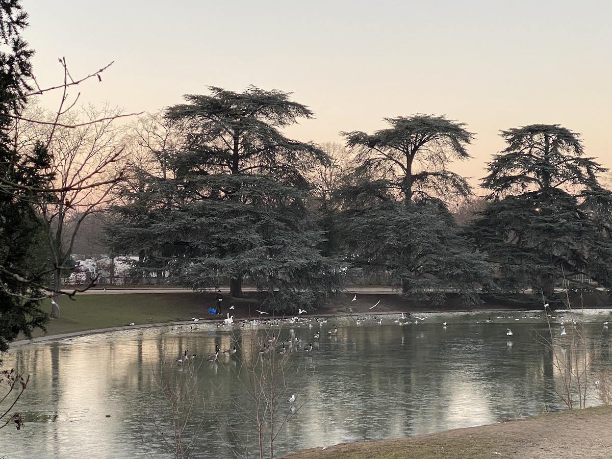 Canada Goose - ML646061739