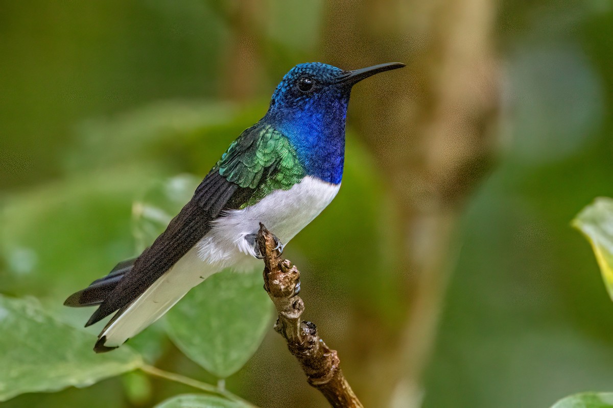 Colibri jacobin - ML646061740