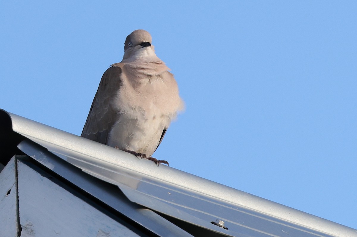 hrdlička zahradní - ML646061744