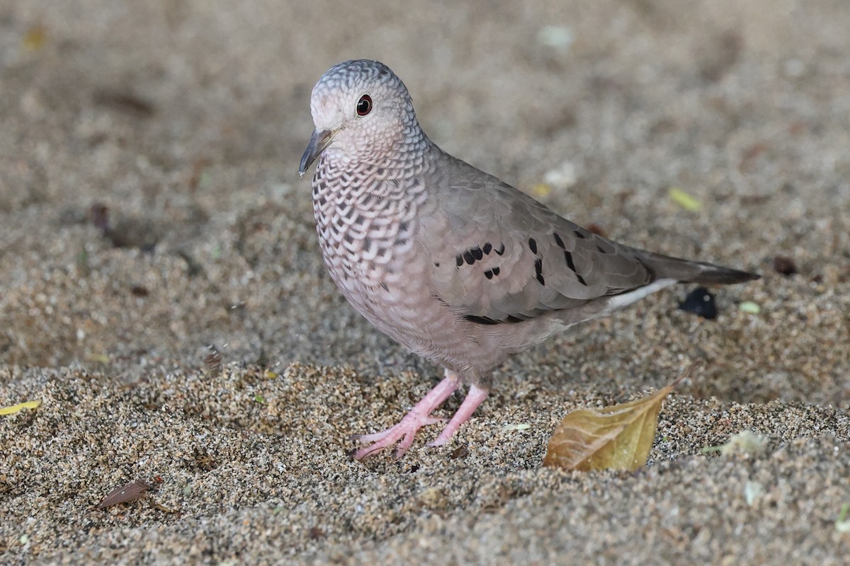 holoubek vrabčí - ML646061750