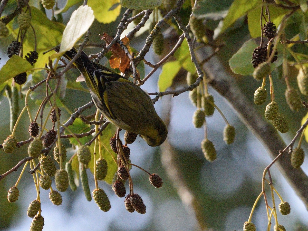 Eurasian Siskin - ML646061752