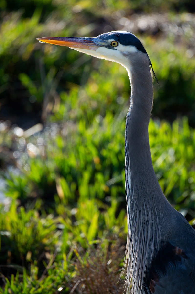 Great Blue Heron - ML646061754