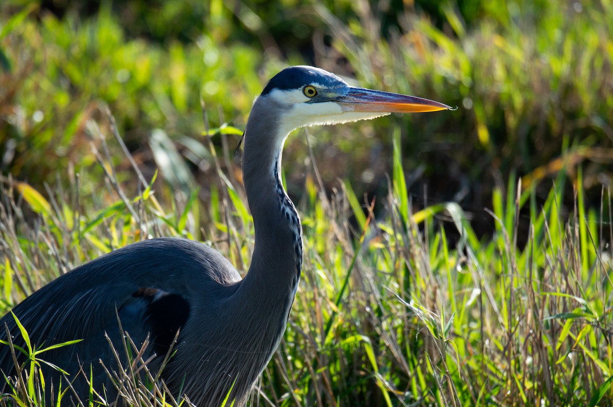 Great Blue Heron - ML646061755