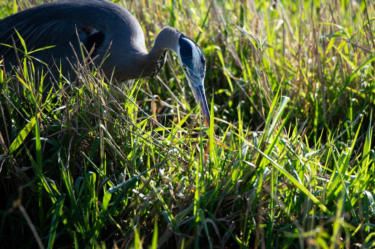 Great Blue Heron - ML646061756