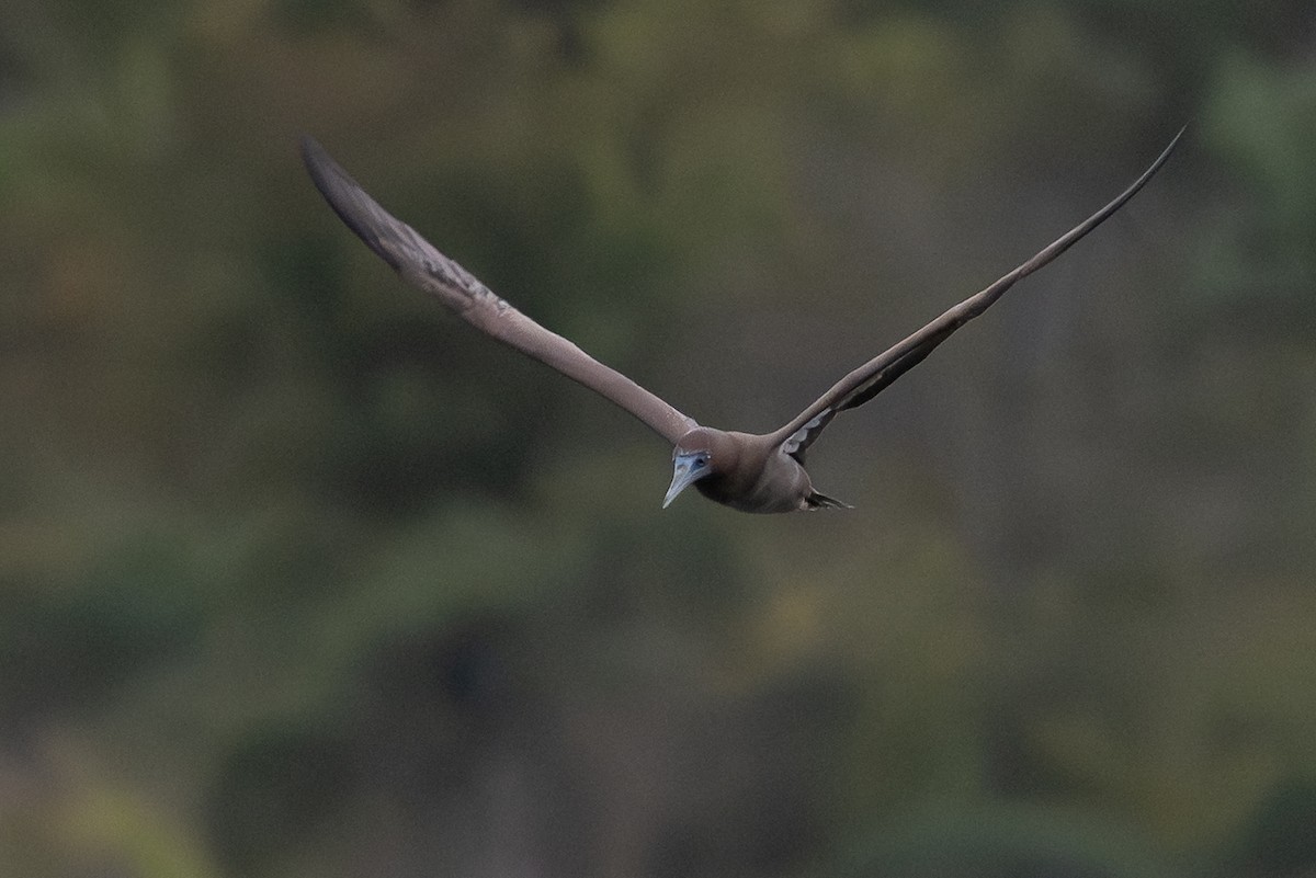 Brown Booby - ML646061757