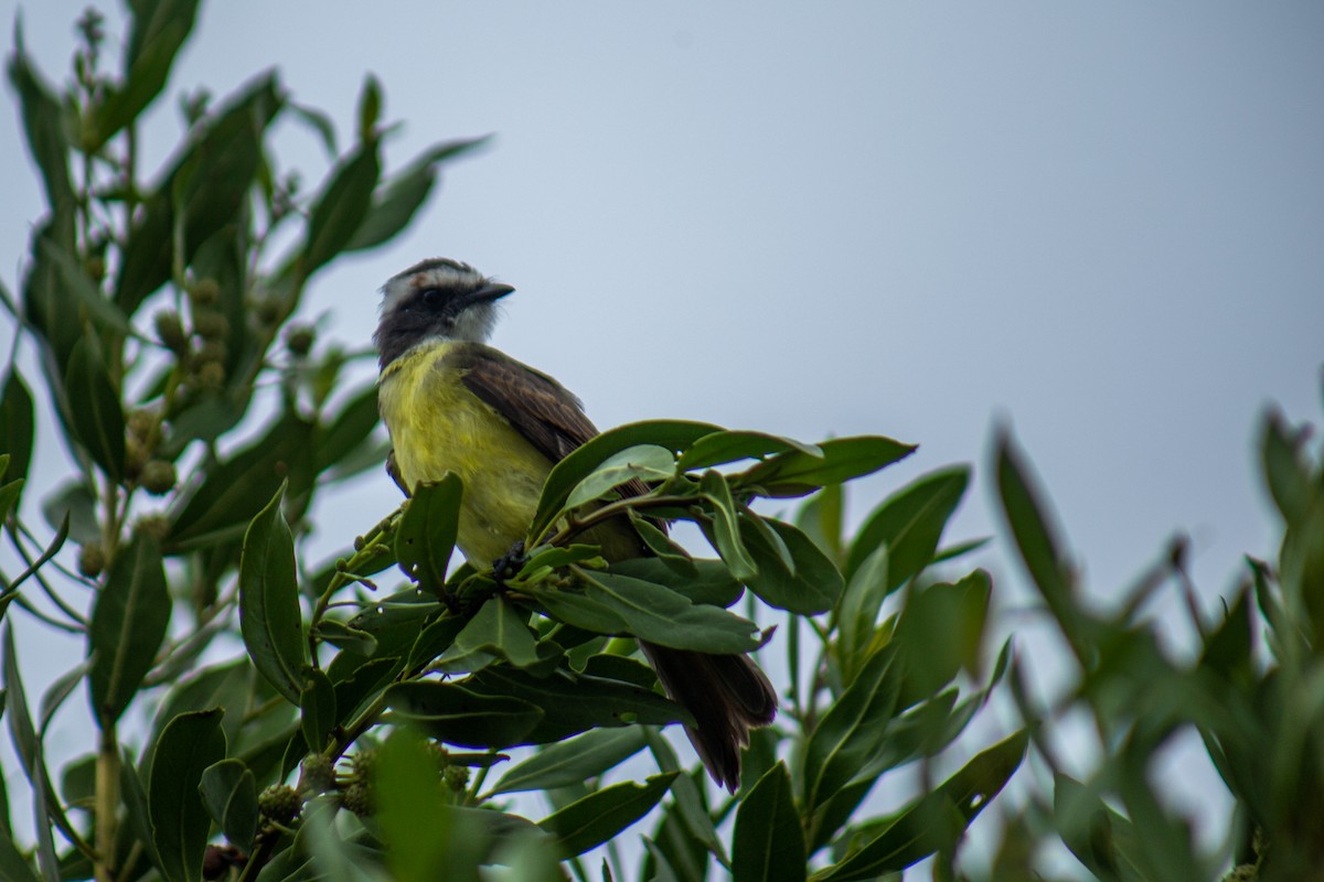 Красношапочный бентеви - ML646061766