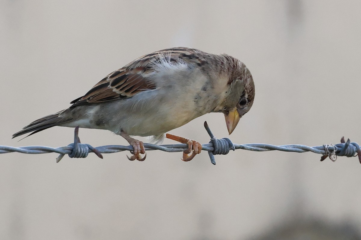 House Sparrow - ML646061773