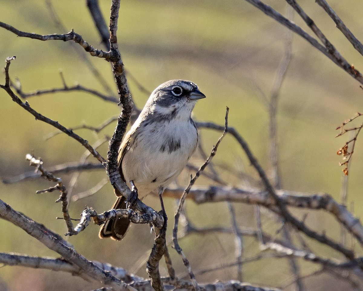 Sagebrush/Bell's Sparrow (Sage Sparrow) - ML646061779