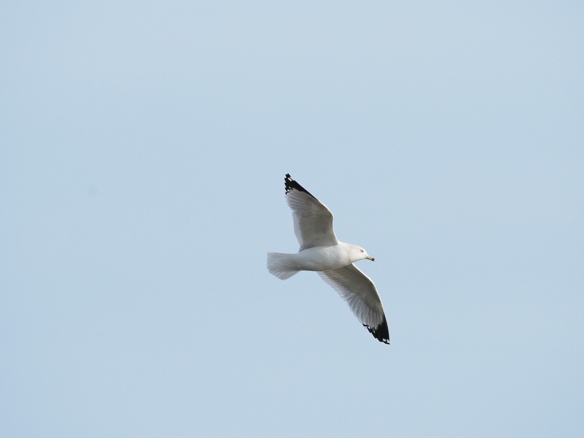 Ring-billed Gull - ML646061782
