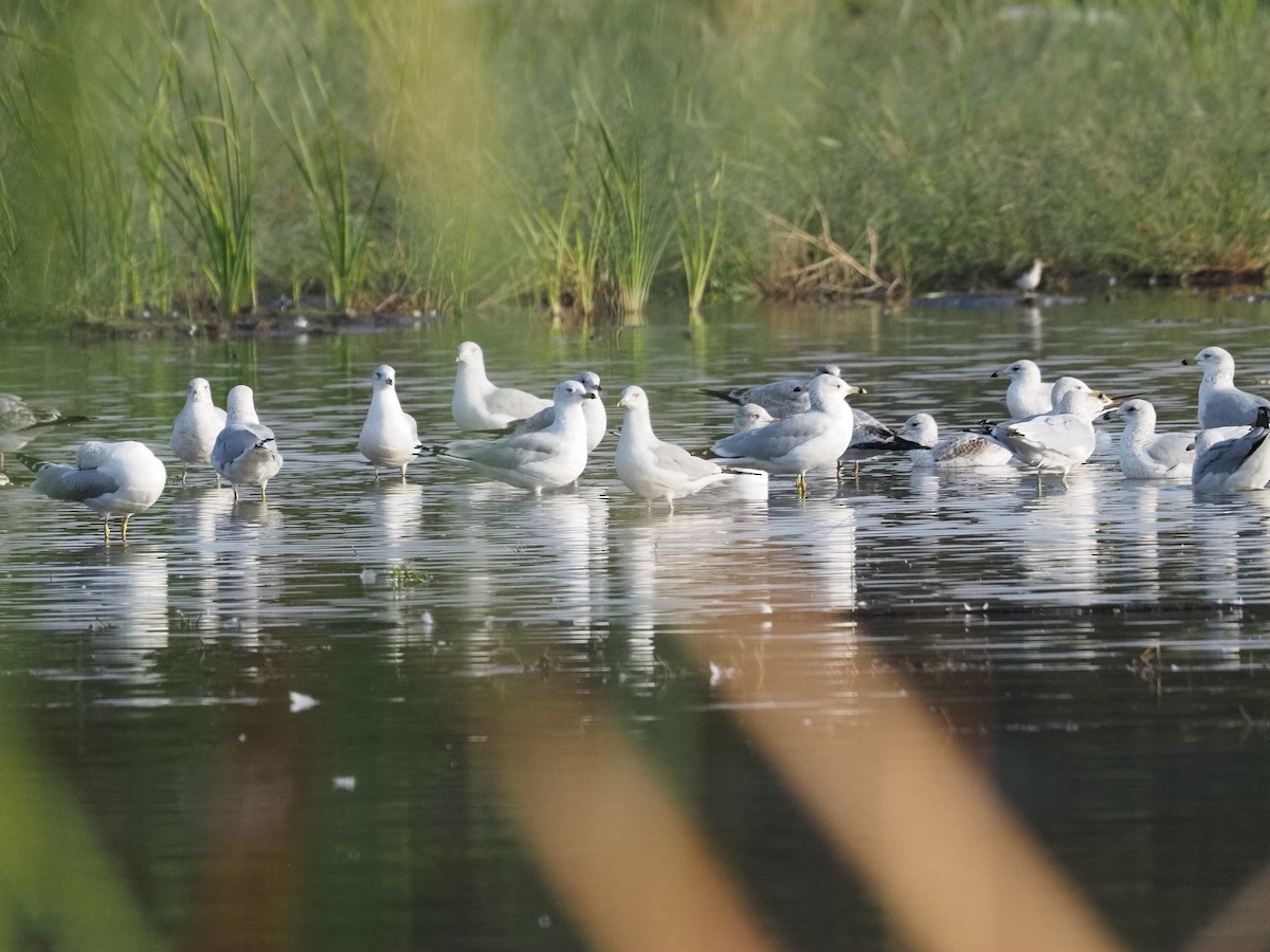 Ring-billed Gull - ML646061785