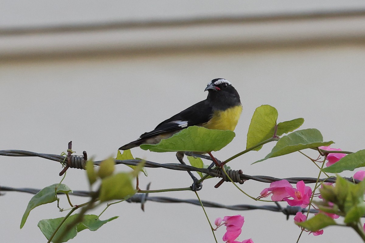 Bananaquit - ML646061798
