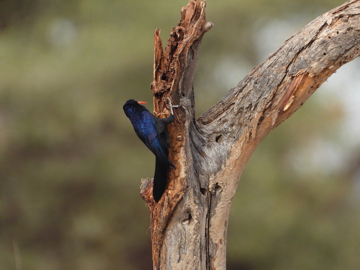 Irrisor à cimeterre - ML646061799