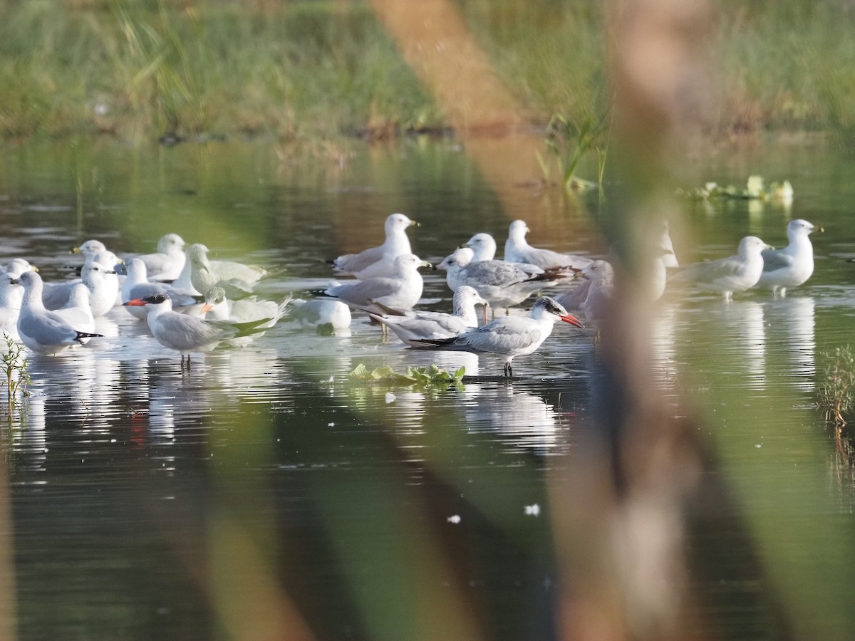 Caspian Tern - ML646061804