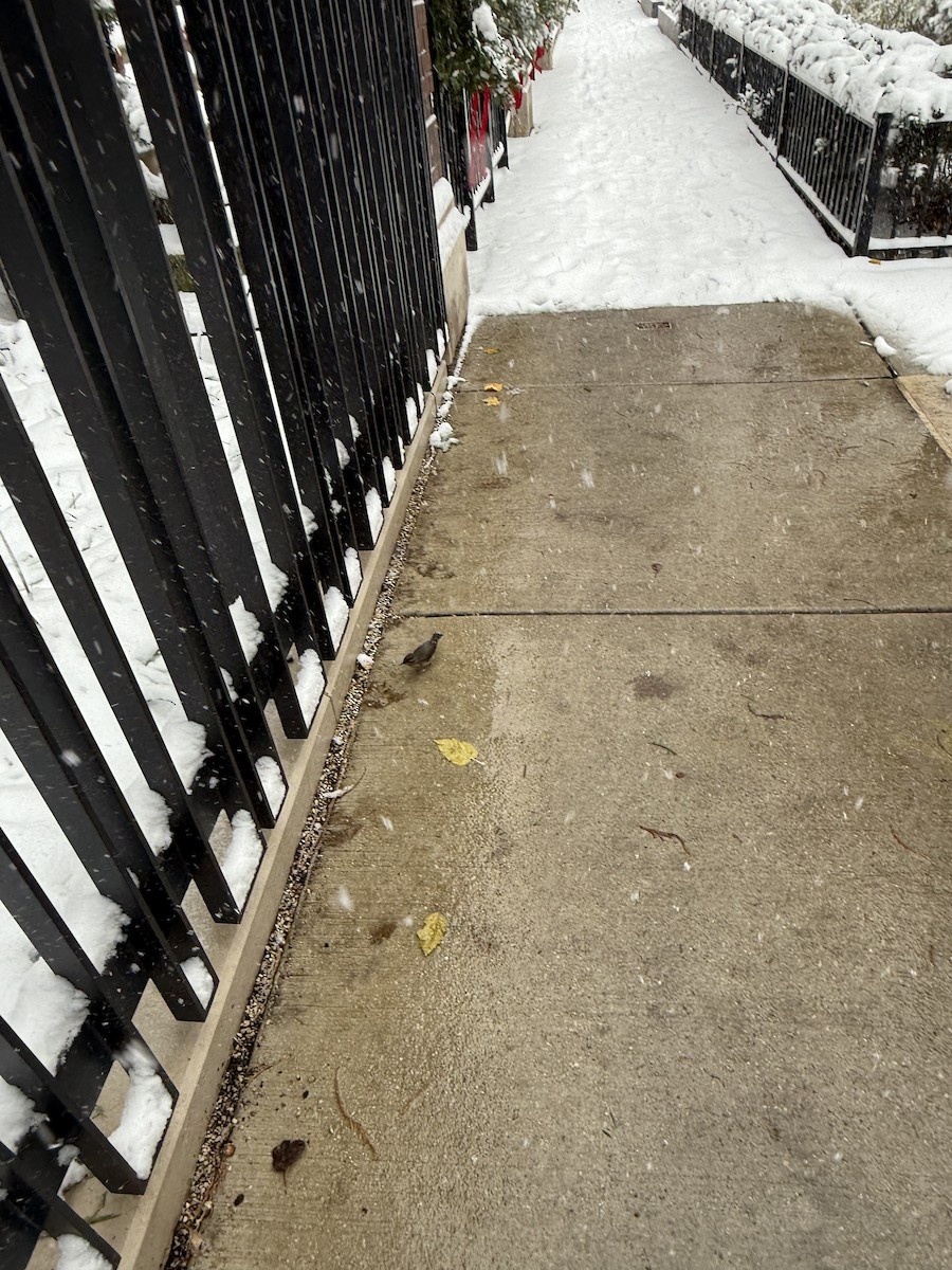 Northern Waterthrush - ML646061815