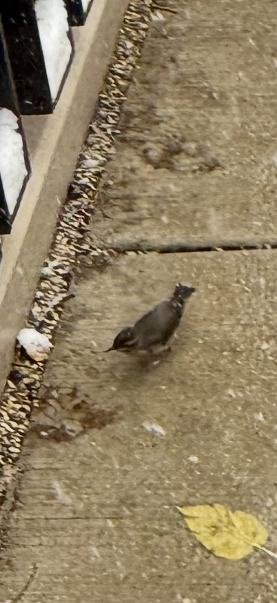 Northern Waterthrush - ML646061817