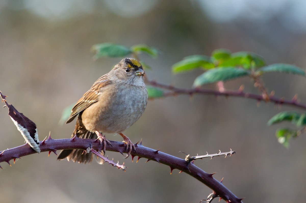 Golden-crowned Sparrow - ML646061818