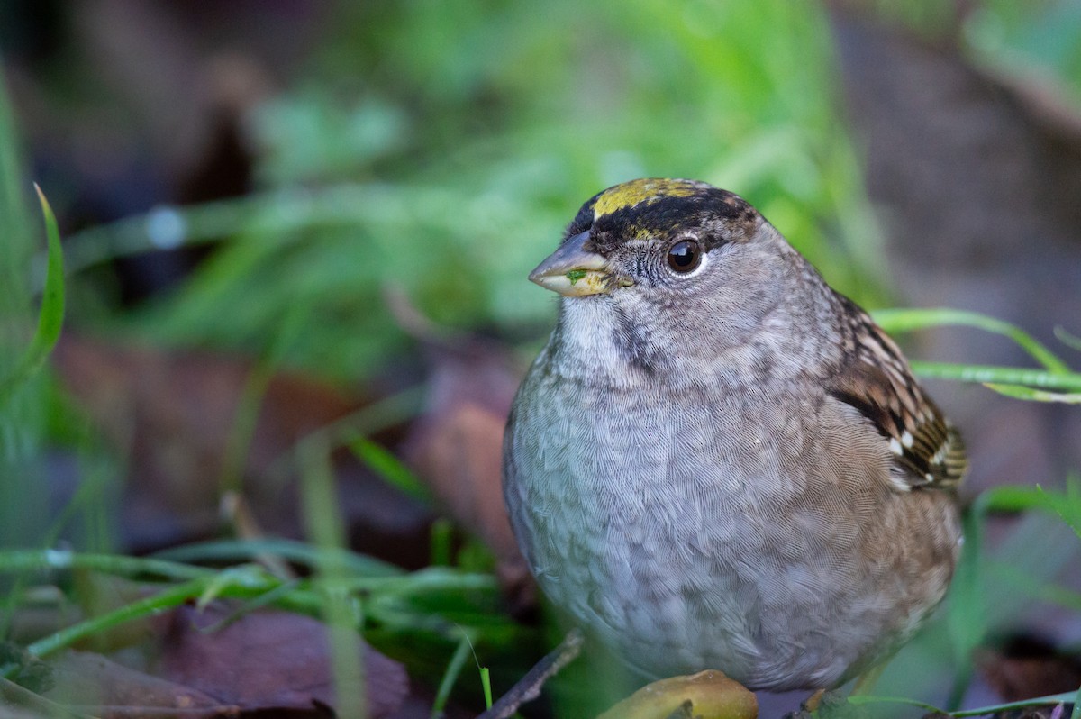 Golden-crowned Sparrow - ML646061819