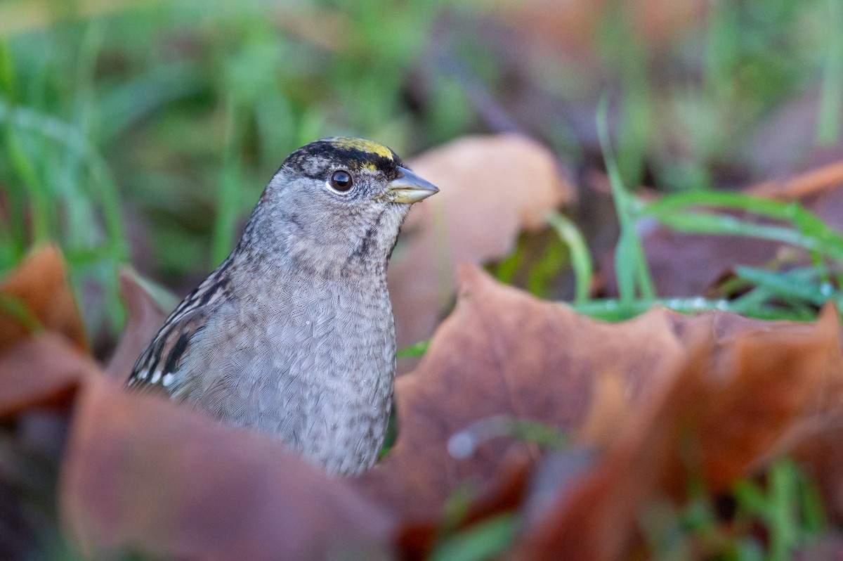 Golden-crowned Sparrow - ML646061820