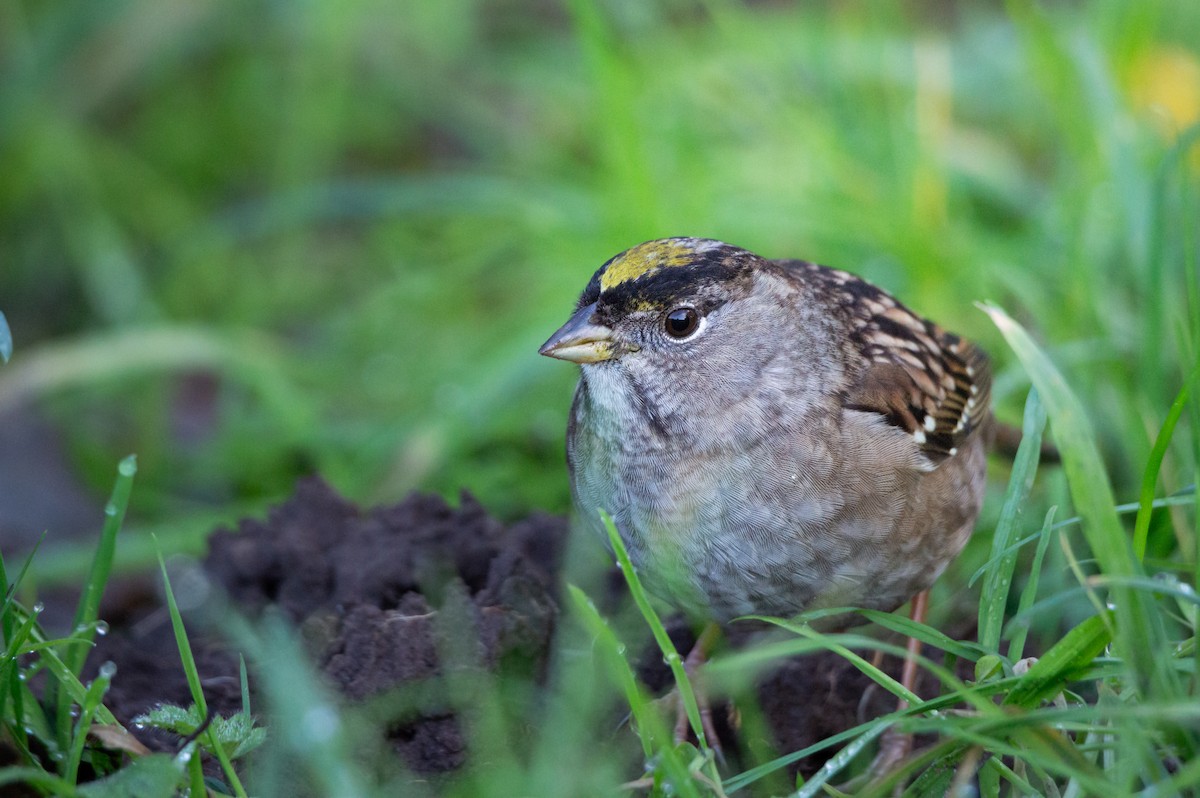 Golden-crowned Sparrow - ML646061821