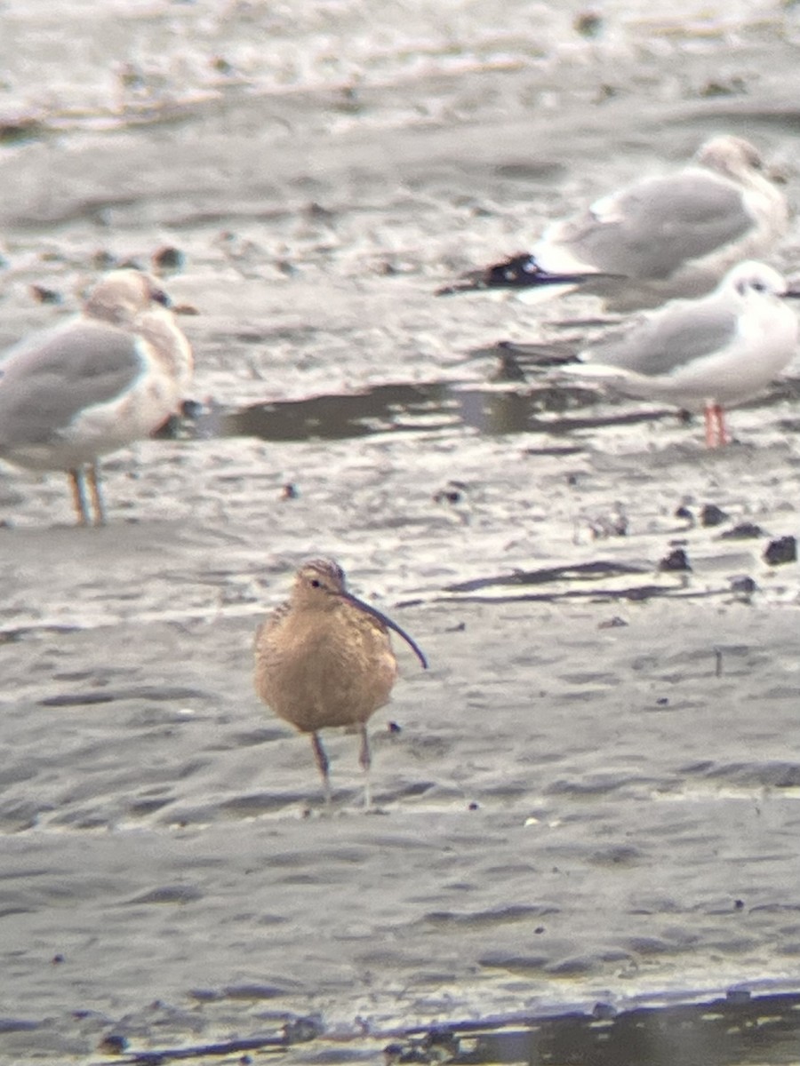 Long-billed Curlew - ML646061822