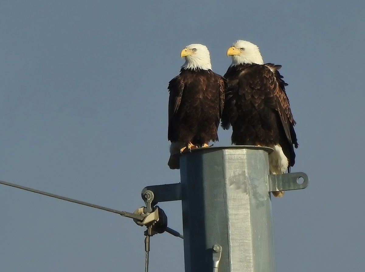 Bald Eagle - ML646061824