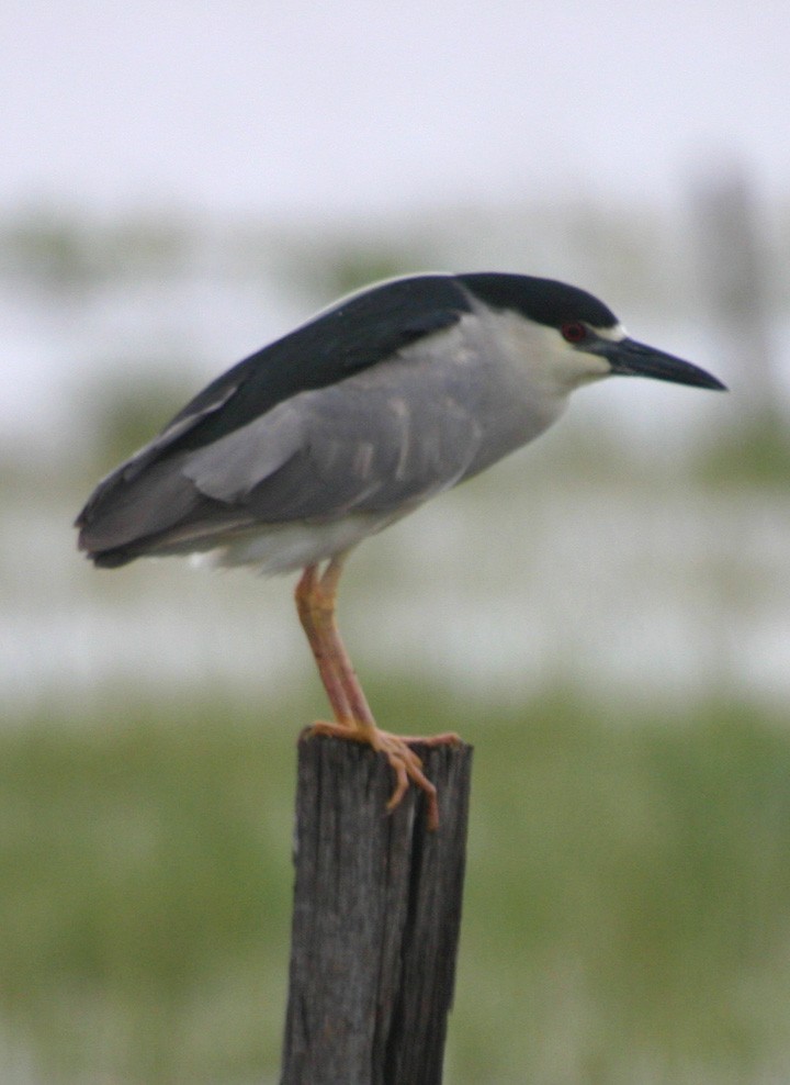 夜鷺 - ML646061837