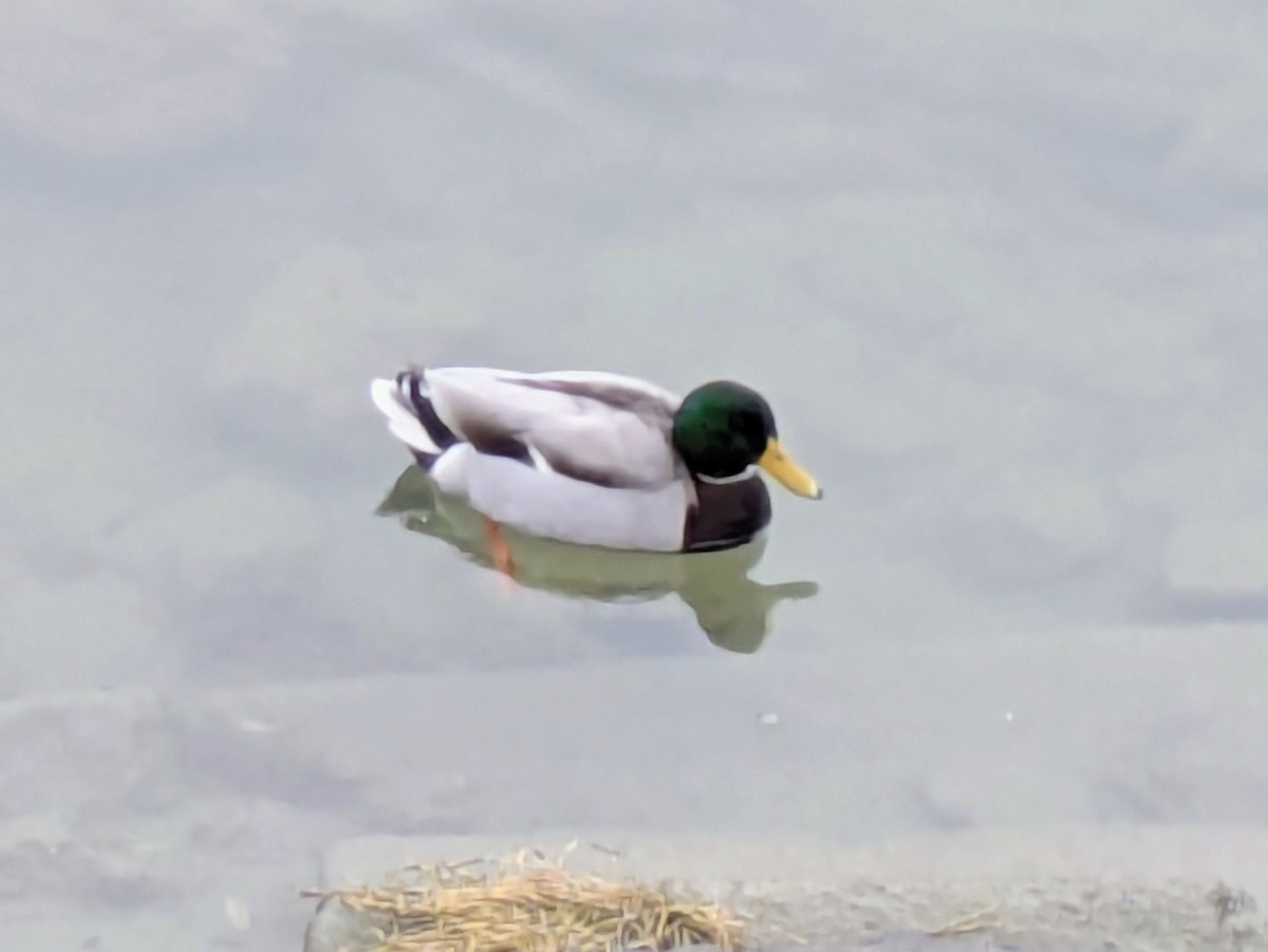 Mallard - ML646061840