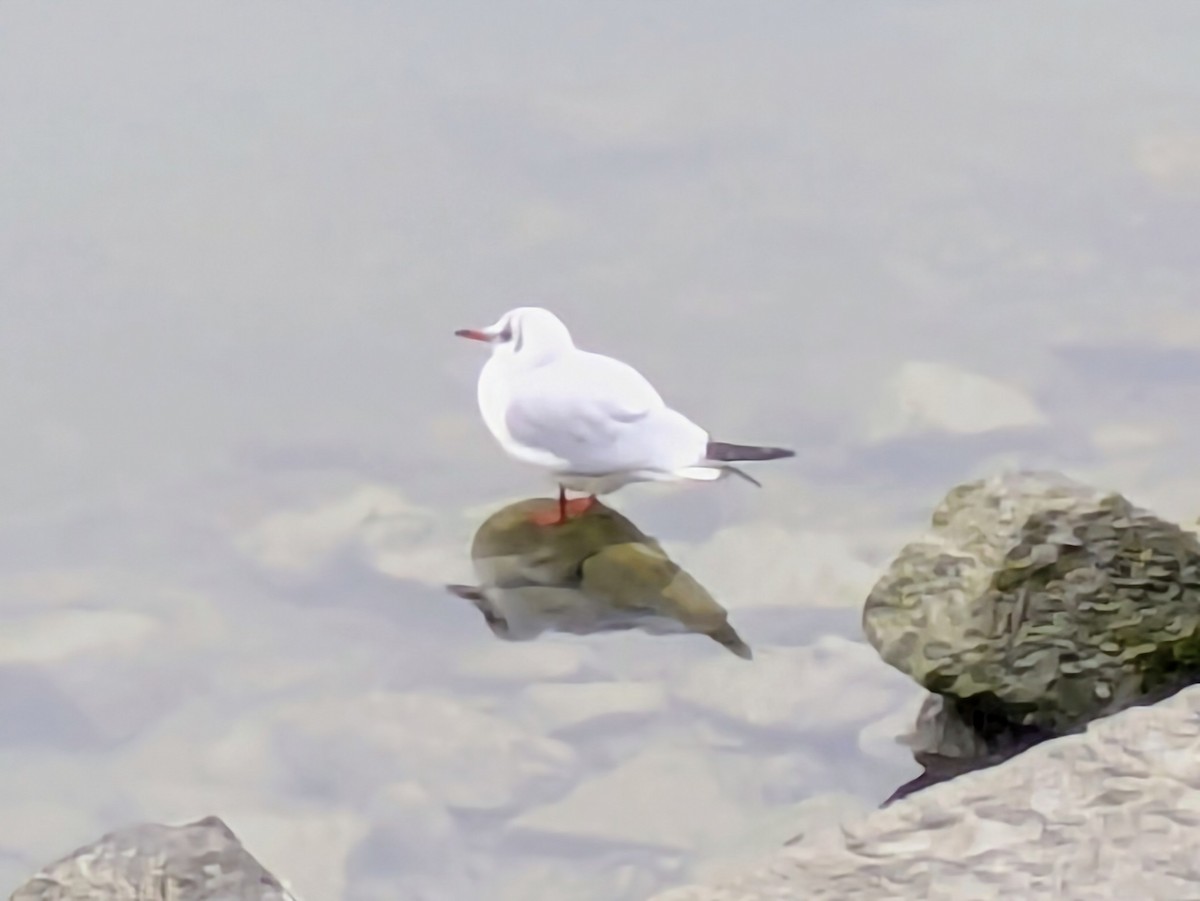 Black-headed Gull - ML646061852