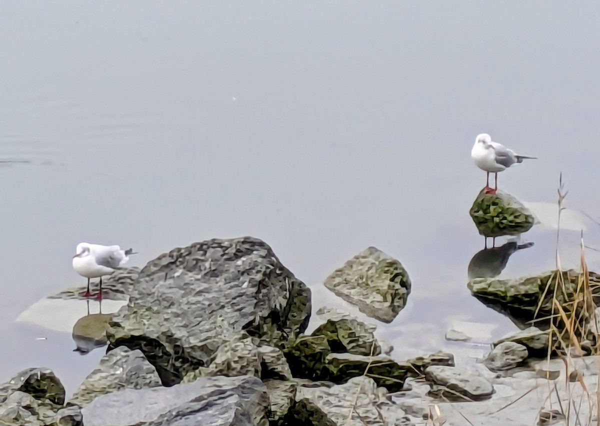 Black-headed Gull - ML646061853