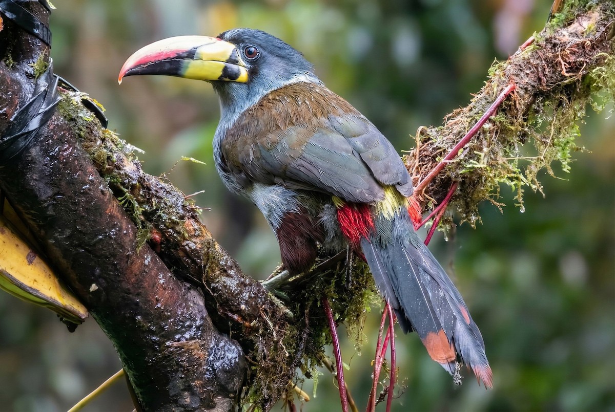 Gray-breasted Mountain-Toucan - ML646061863