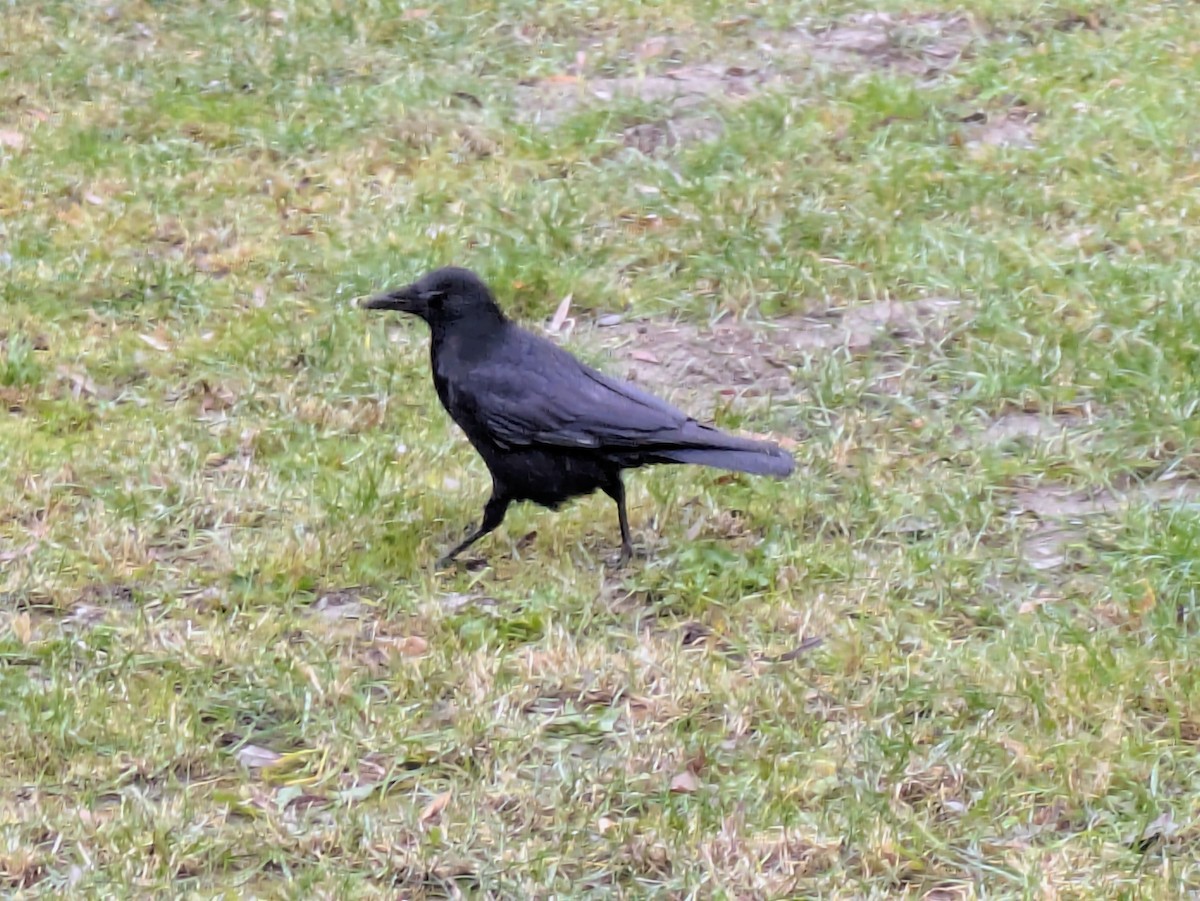 Carrion Crow - ML646061872