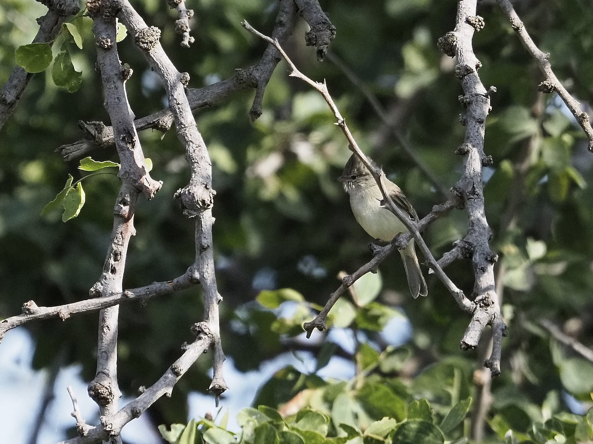Northern Beardless-Tyrannulet - ML646061873