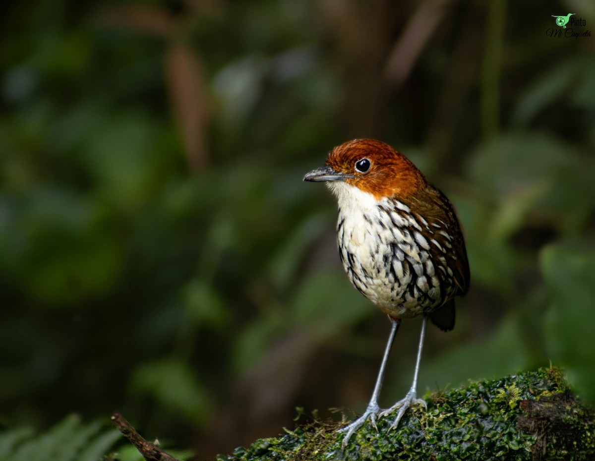 Chestnut-crowned Antpitta - ML646061874